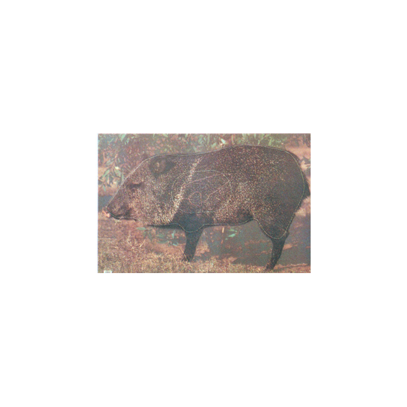 Zielscheibe Wildschwein 62 x 95 cm