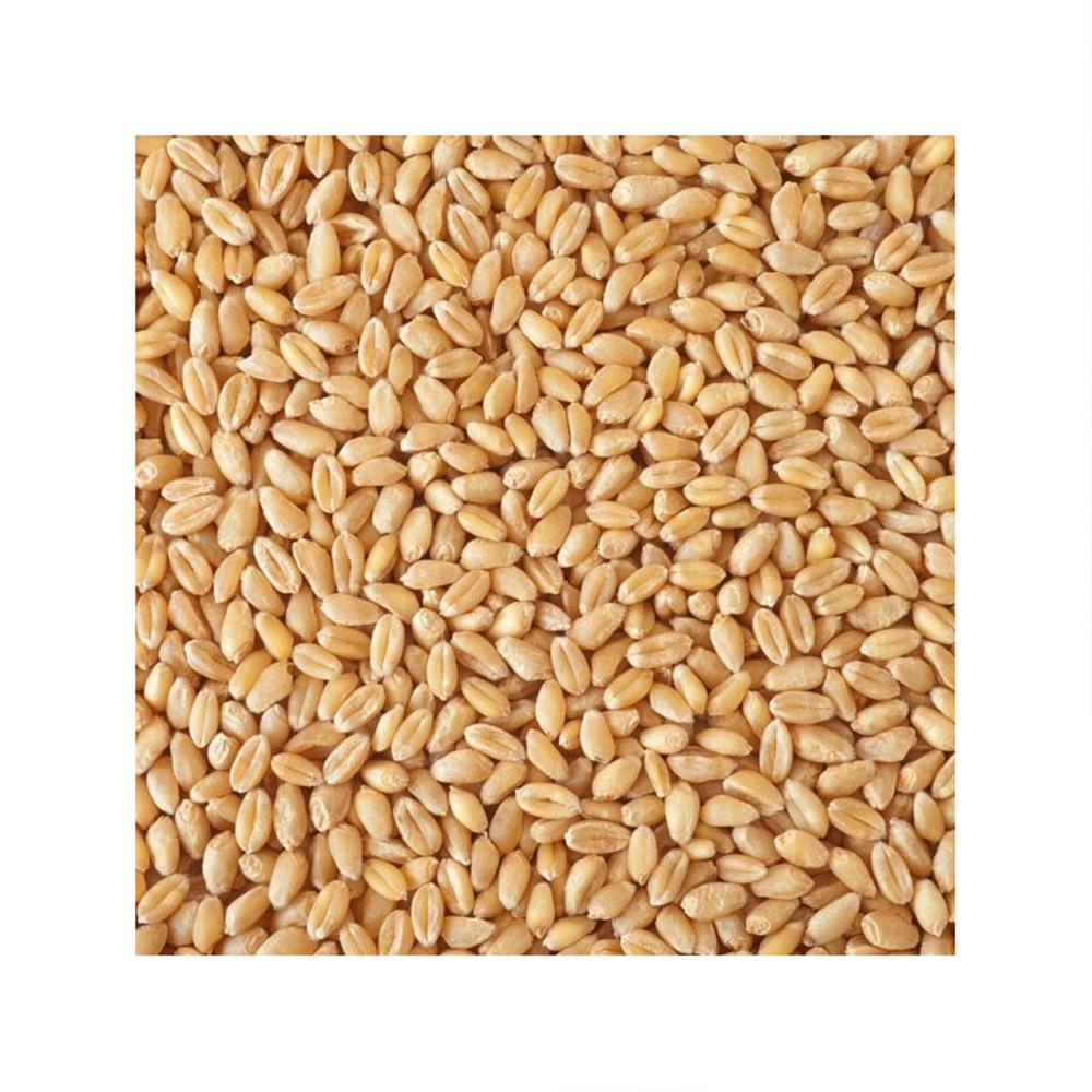 Getreidespeicher Bio Weizen 7,5 kg im Eimer Notvorrat Bild 1