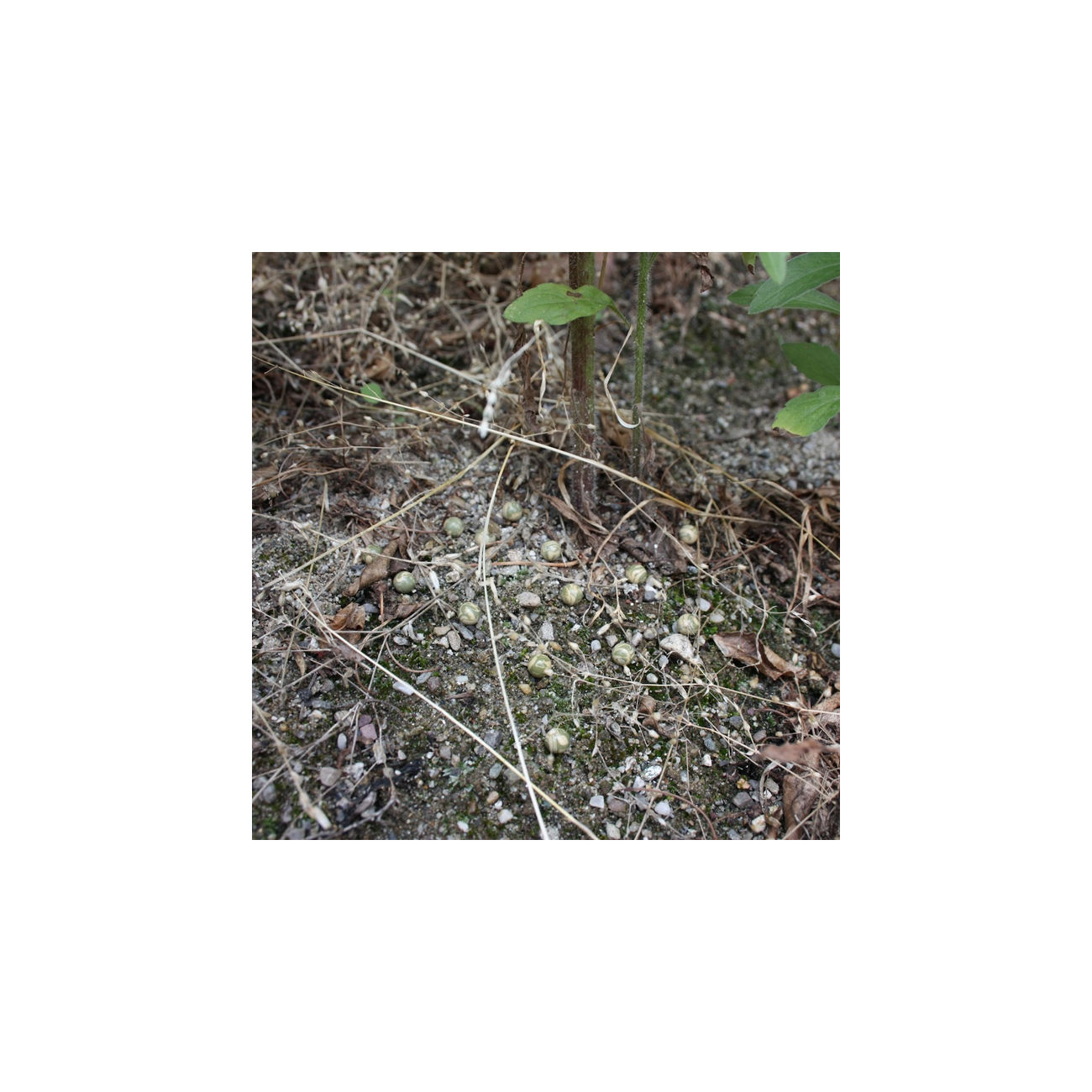 Mimetix Premium Grade Bio BBs 0,20g 5.000er Beutel camouflage Bild 1