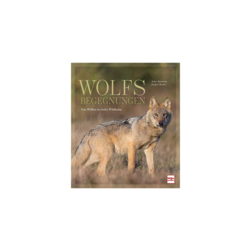 Wolfsbegegnungen - Von Wölfen in freier Wildbahn