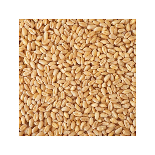 Getreidespeicher Bio Weizen 7,5 kg im Eimer Notvorrat Bild 1