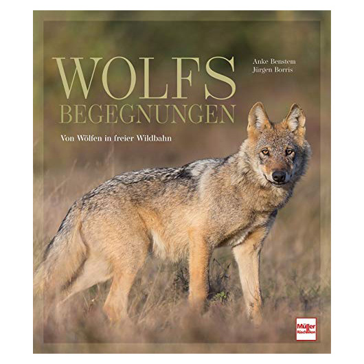 Wolfsbegegnungen - Von Wlfen in freier Wildbahn